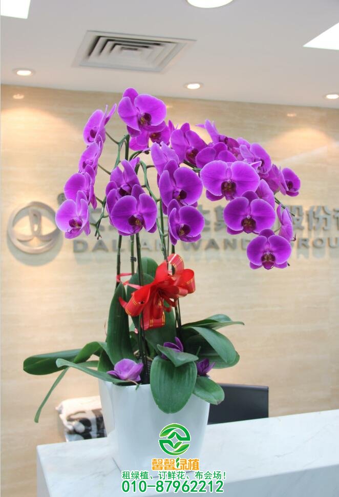 南花北养注意什么