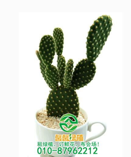 开运植物