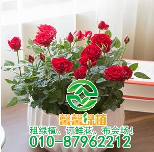 月季怎么养开花大