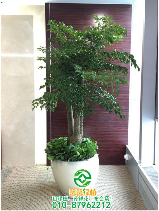 幸福树摆放案例
