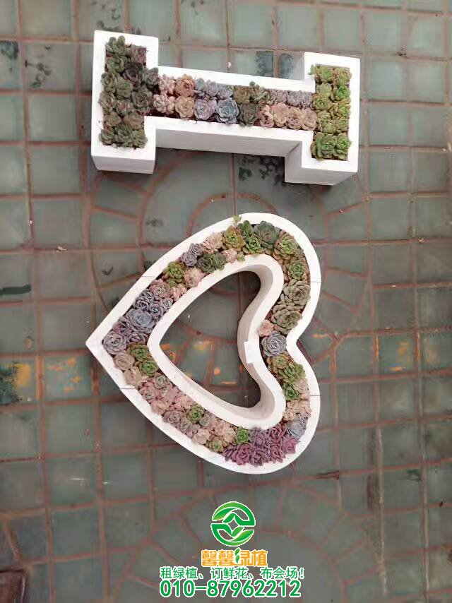 多肉养护中注意什么问题