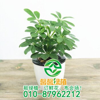 鸭掌木什么时候剪枝