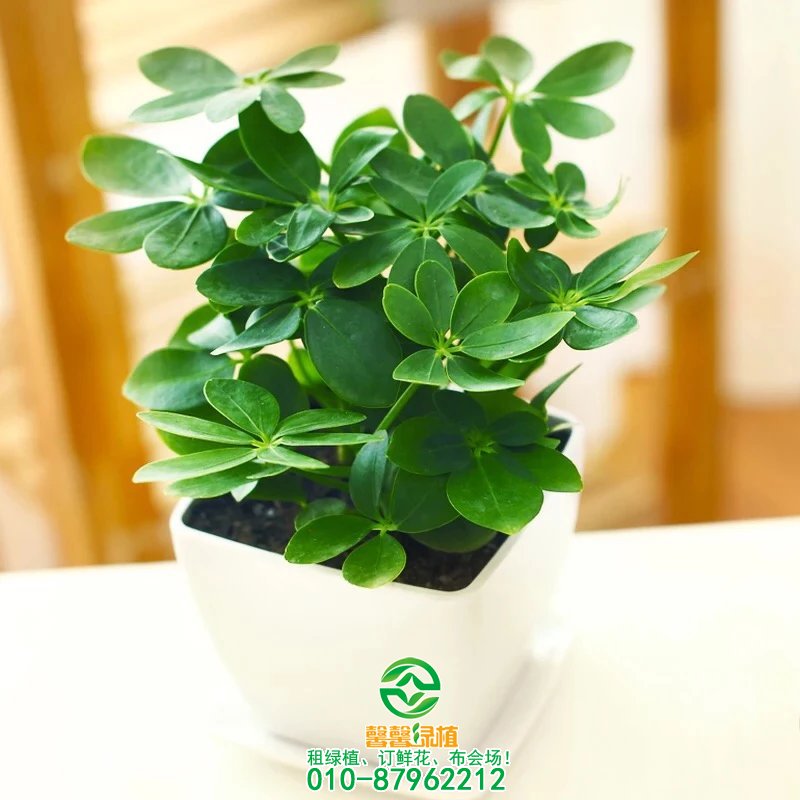 鸭掌木什么时候剪枝