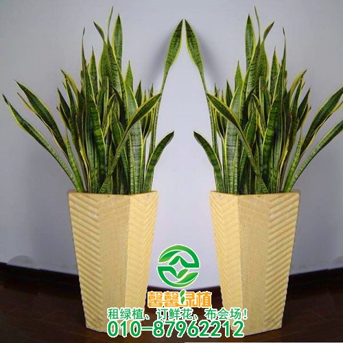 花盆与花的搭配技巧 怎样选花盆？