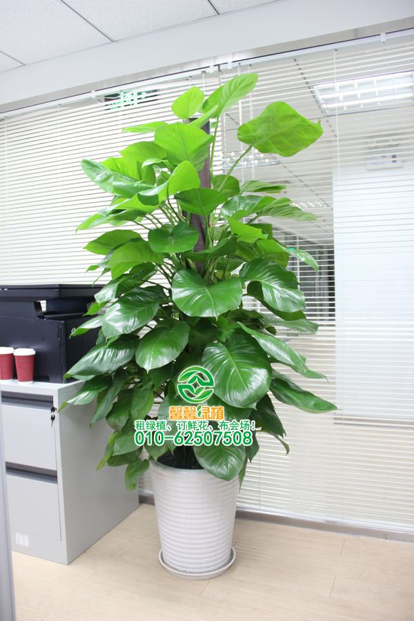 家里养的绿植总是烂根？教你一招“土方法”，