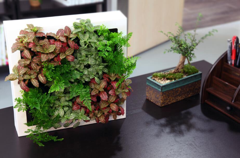 植物烂根五大原因及症状是什么？采取什么措施