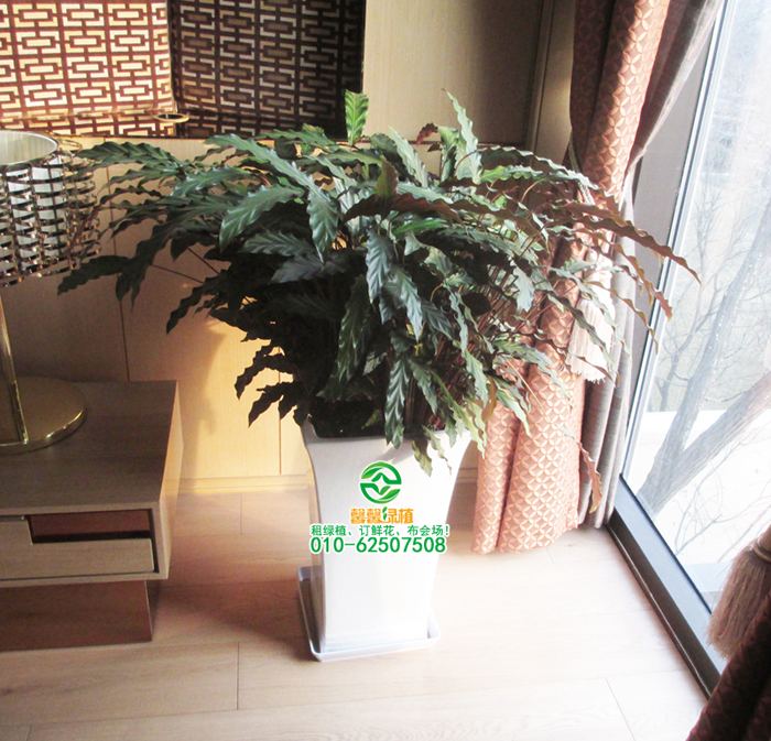 为什么办公室里的绿色种植越来越黄？