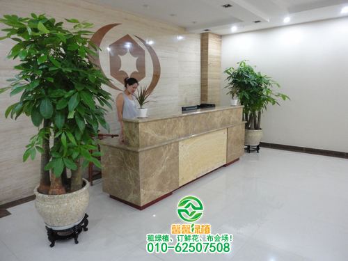 想让发财树枝叶茂盛并保持不断发新芽吗？快点