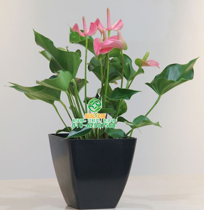 客厅里放了这几盆绿色植物，自然让你保持凉爽