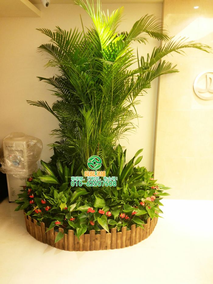 休闲花卉种植：适合“懒人”的几种花卉