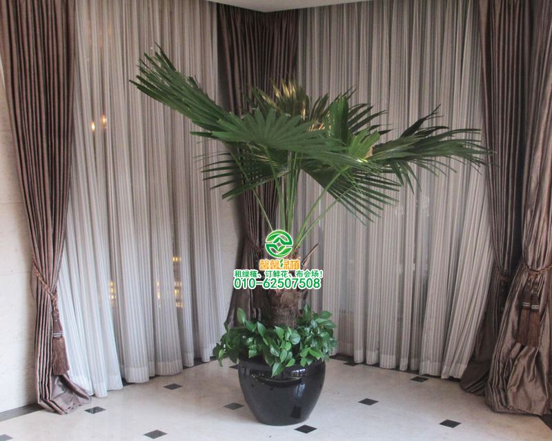 北京植租赁公司教你如何种植高成活率的松树