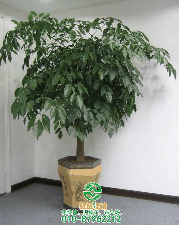 植物在冬天养护知识技巧？控制三个因素使植物