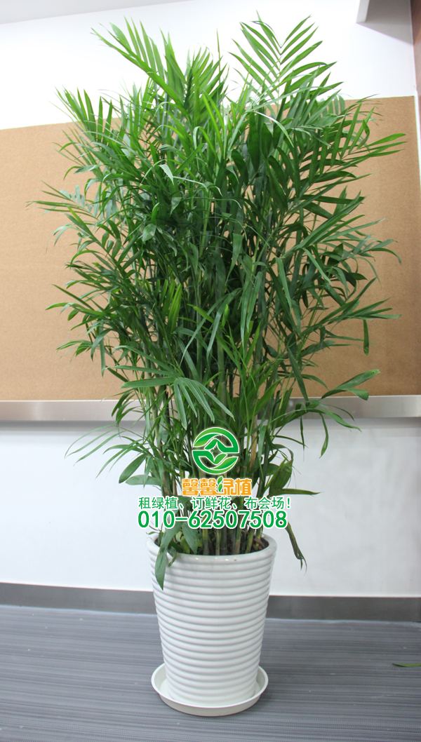 绿色种植与花卉保护宣传与家庭植物保护知识的